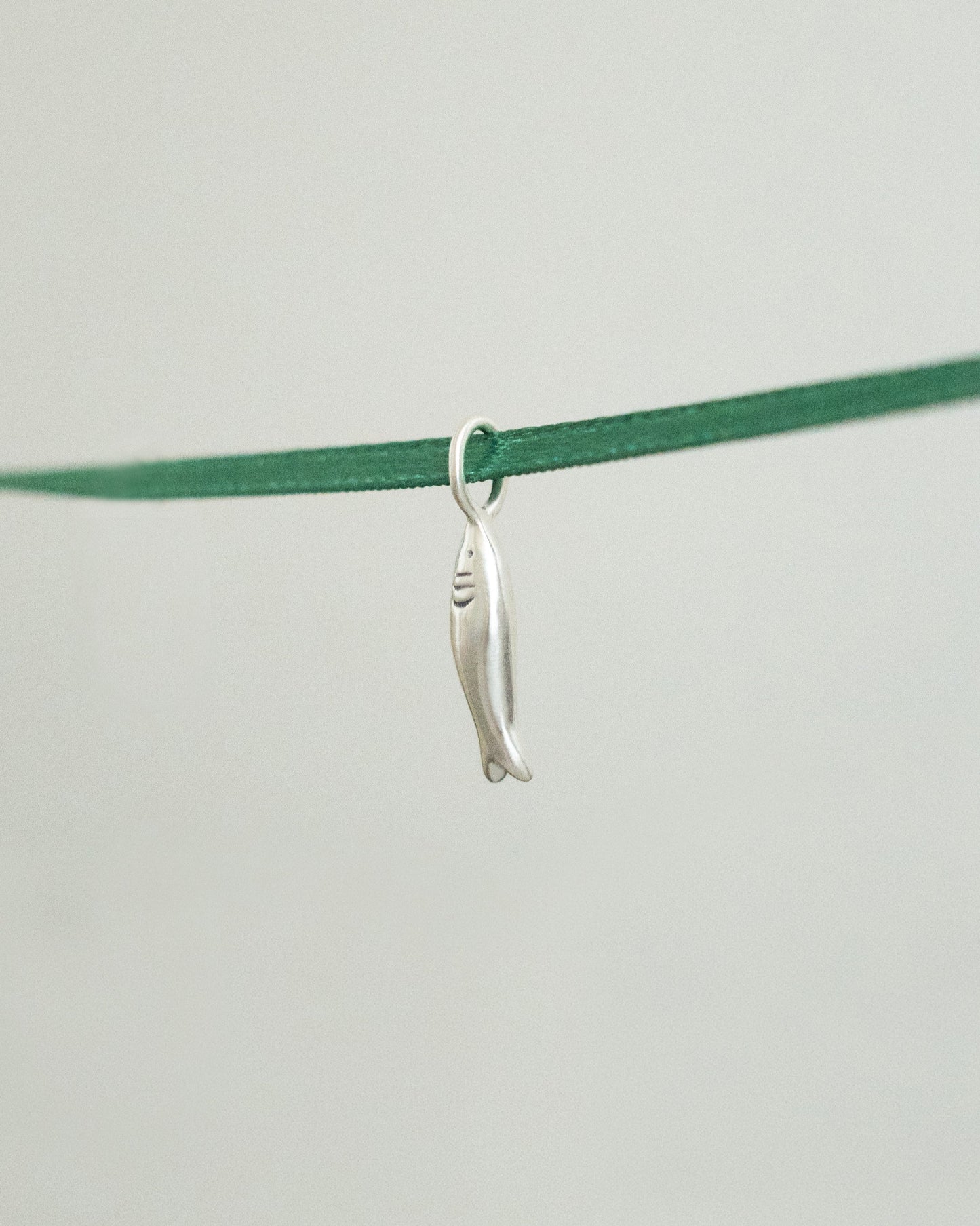 silver charm - sardine fish